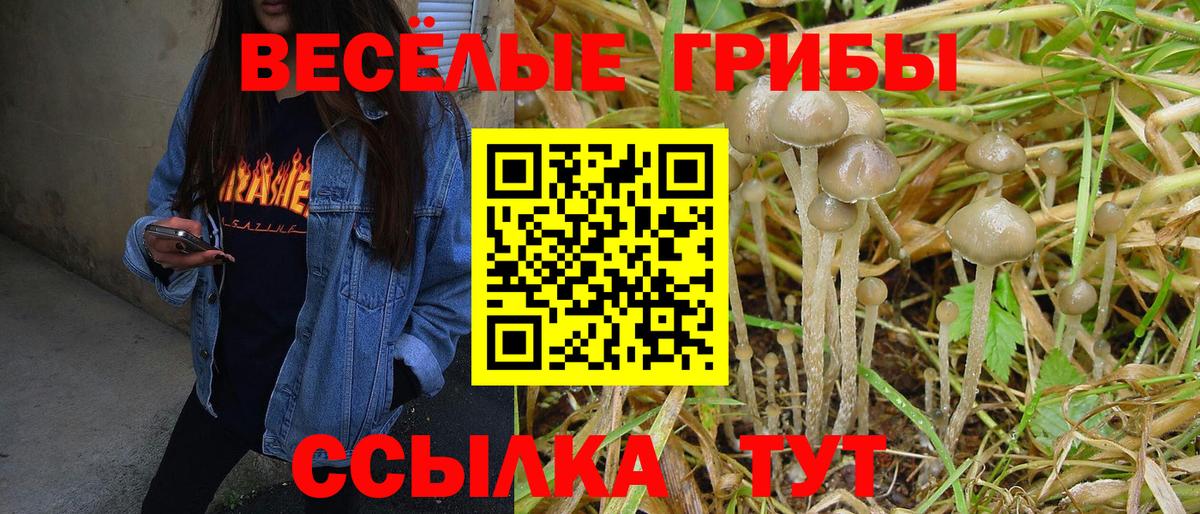 Ахтубинск  Галлюциногенные грибы Cubensis  Вход с VPN 